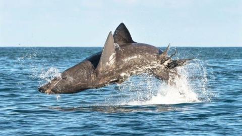 Breaching basking shark