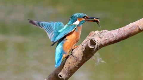 Kingfisher bird perched on tree