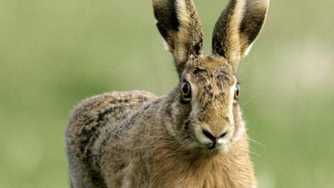 A hare