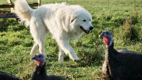 Sheepdog Bear