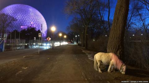 A pink-maned pony has been spotted on Montreal's Île Sainte-Hélène