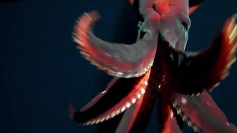 Squid attacking camera