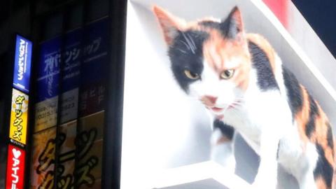 Billboard of 3D cat