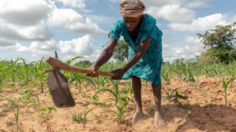 Josephine Ganye working in her wilting and stunted maize fields due to the unrelenting heat and poor rainfall in the drought prone Buhera on January 28, 2020.