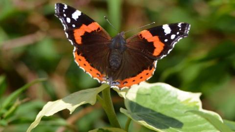 A red admiral butterfly in a garden 2014.