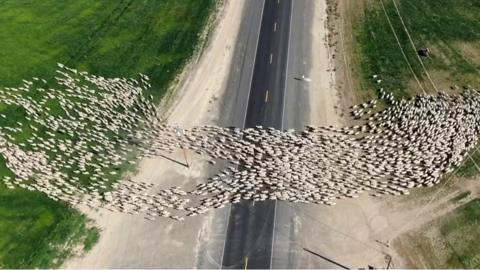 Flock of sheep crossing highway