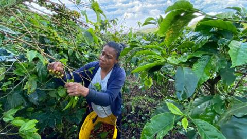 Gloria Piedrahita picks coffee at the Santa Isabel estate on 20 November 2020