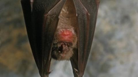 Greater Horseshoe bat