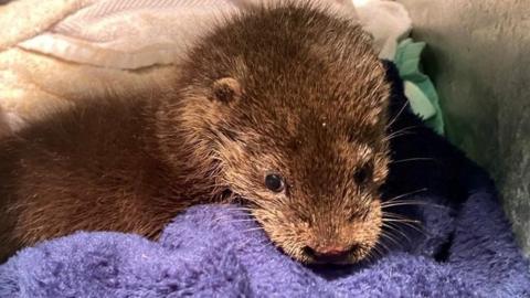 Eve, the tiny otter cub found in a bin