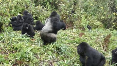 Mountain gorillas