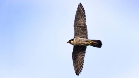 A bird flies high in the sky. 