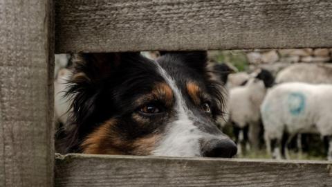 Sheepdog looking through a gate