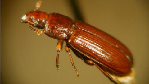 red flour beetle