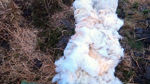 Laying a wool path in Uist