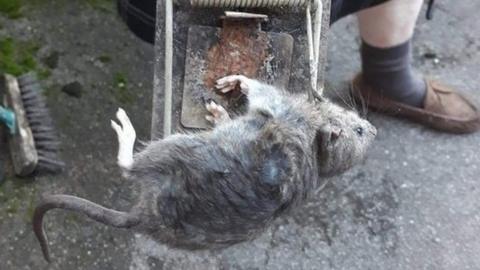 Rat caught in Devonshire Terrace