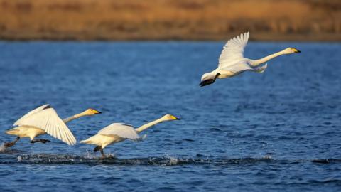 Whooper swans, file pic