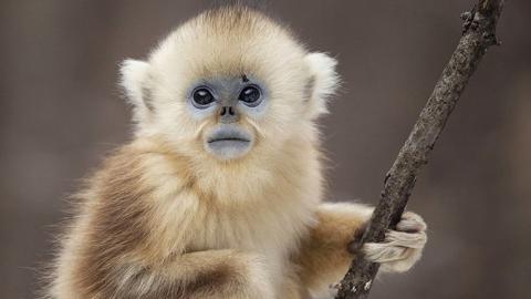 A golden snub nosed monkey