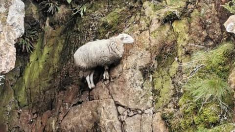 sheep on ledge