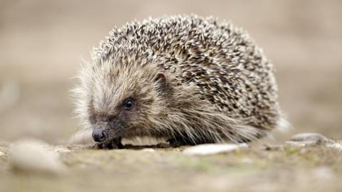 A hedgehog