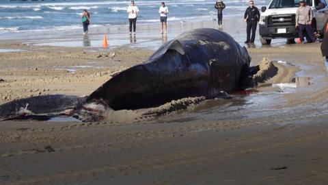 Fin whale washed ashore in San Diego