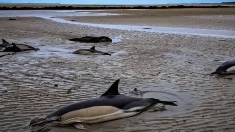 dolphins stranded on sand on Anglesey