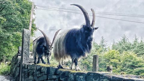 Goats on wall in Dinorwig
