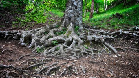 Tree roots in spring