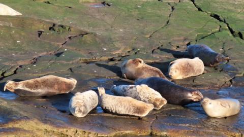 Seals resting on the rocks at St Mary's Lighthouse