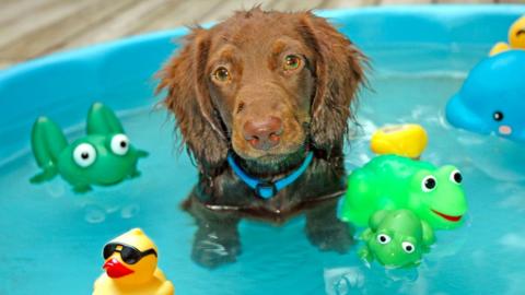 Dog in paddling pool