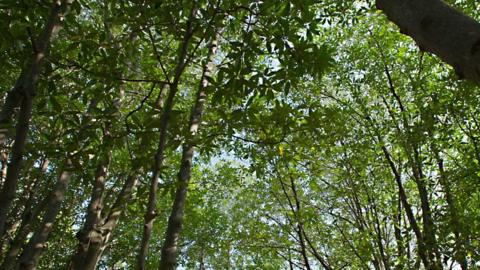 Mangrove in Thailand