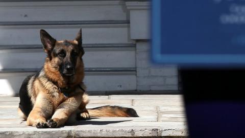 Joe Biden's dog, Champ, lays down on 10 May, 2012