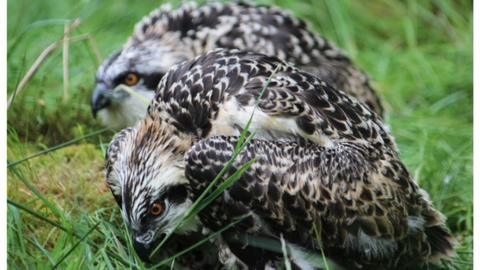 Osprey chicks