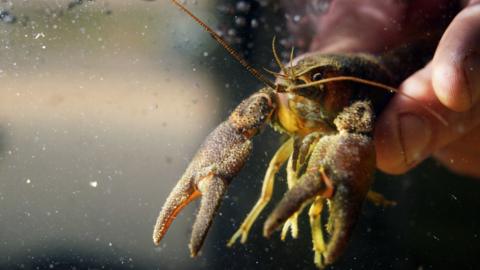 Fingers holding a white-clawed crayfish