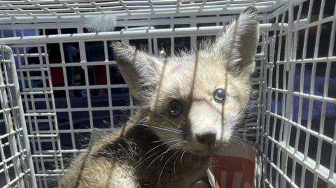 An image of a fox cub in a cage