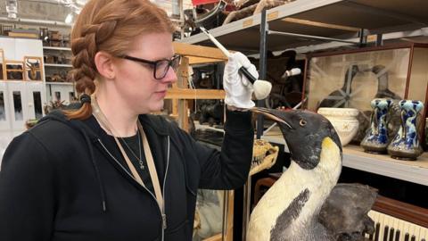 A picture of a dead emperor peguin stored at a museum. Stood next to the penguin is a female member of museum staff who is cleaning the penguin's beak with a brush. In the background are vases and other items kept in the museum store. 