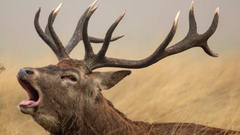 Stag bellowing