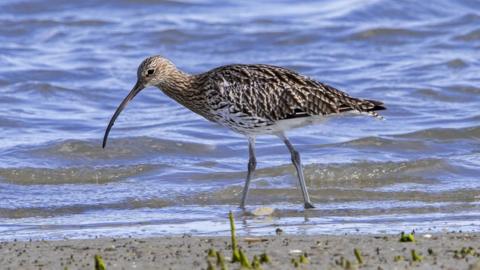 curlew