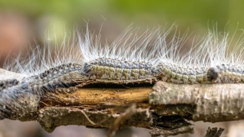 A number of caterpillars move across a branch. They have long white hairs. 