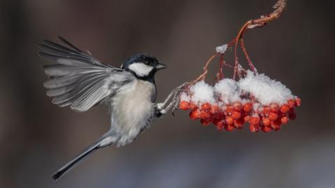 A migratory bird pecks at snow covered red berries in Daqing, China, 4 December 2022.