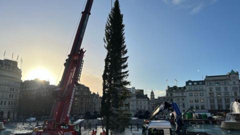 Tree being lowered by crane into Trafalgar Square