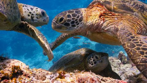 Turtles in Blue Planet II