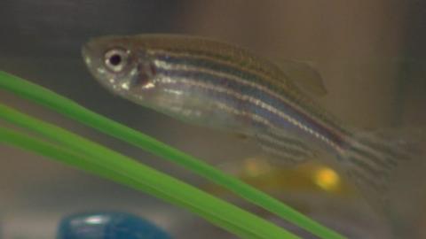 A Zebrafish