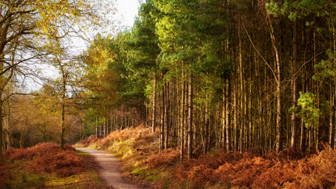 Cannock Chase