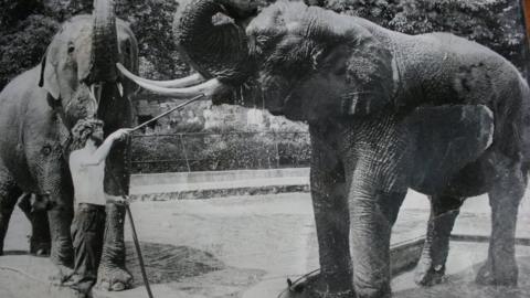 John Partridge washing the elephants