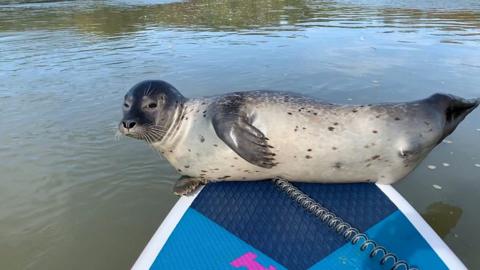 Seal rests on paddleboard