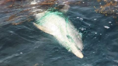Dolphin covered in green netting
