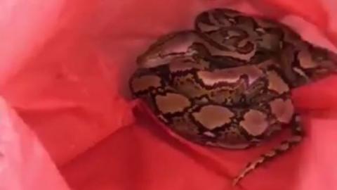 The python curled up in a red plastic bag