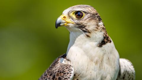 A stock picture of a peregrine falcon.