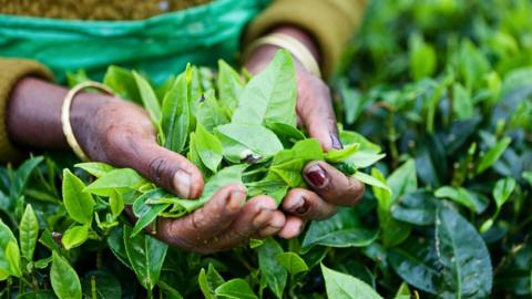 A woman's hands plucking tea leaves