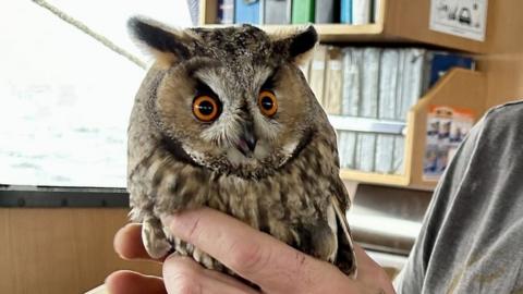 Man holding long eared owl with orange eyes
